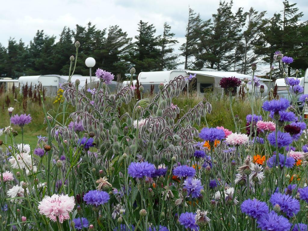 Lonstrup Camping Cottages & Rooms Extérieur photo
